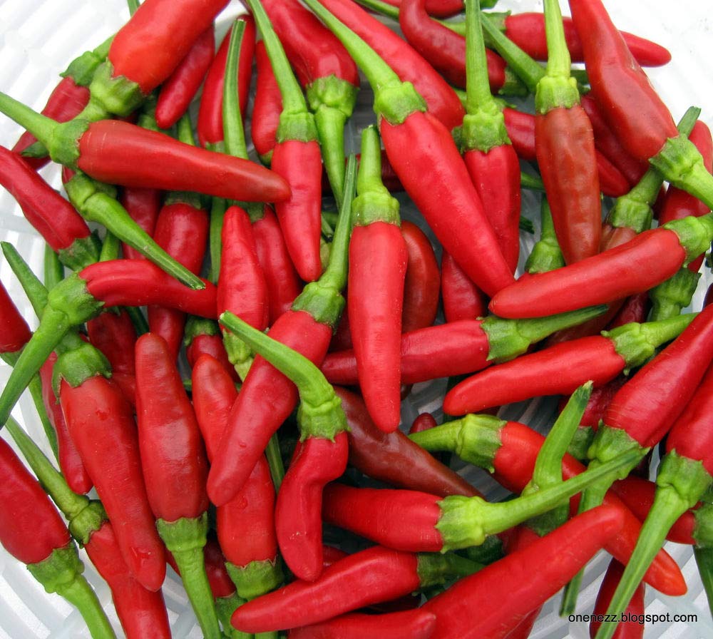 Chili (pepper Capsicum annuum bright red) for planting in garden